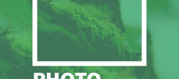 Concours de Photos - La Biodiversit des Vals du Dauphin