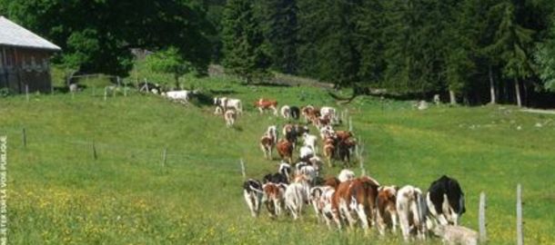Chroniques d'alpage 