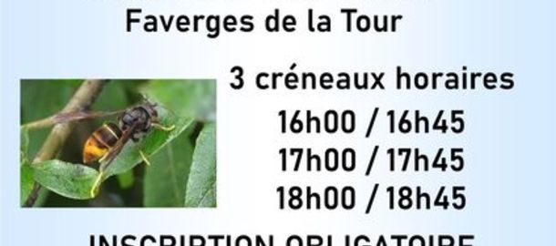 Frelons Asiatiques - Fabrication de pi�ges