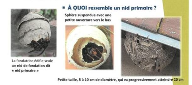 Info Frelon asiatique