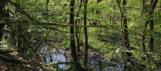 Le ruisseau du Pissoud