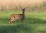 Association Communale de Chasse Agre  ACCA