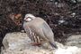 Association Communale de Chasse Agre  ACCA